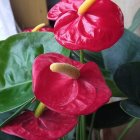 Vibrant red anthurium flowers with green leaves and yellow spadices on soft-focus background