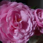 Detailed Digital Art: Three Pink Roses on Dark Background