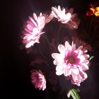 Vibrant pink flowers on dark background with glowing red spot and flying insect