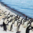 Penguins on snowy shore with icebergs, swimming in cold waters