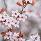 Delicate white flowers with yellow centers on soft blue background