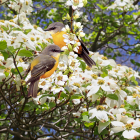 Stylized birds on branch with intricate patterns among colorful leaves