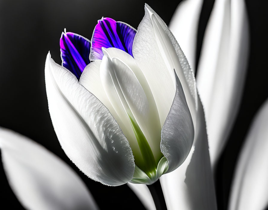 White Tulip with Purple and Blue Streaks on Petals on Dark Background