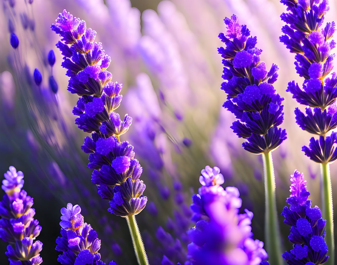 Vibrant Purple Lavender Flowers in Golden Sunlight