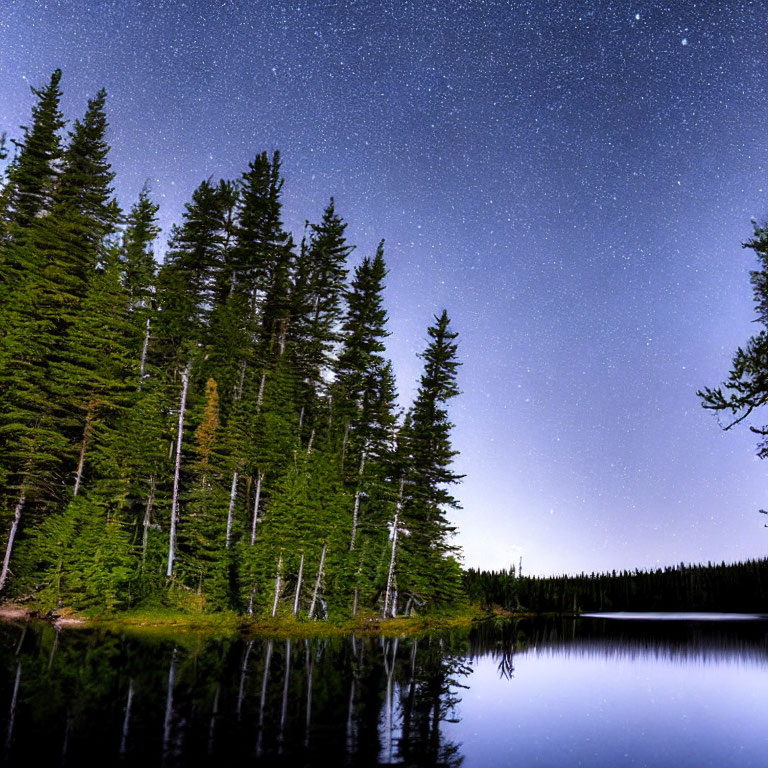 Starry night sky over dark forest and lake