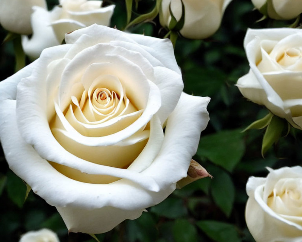 Close-Up of Blooming White Rose Among Green Leaves