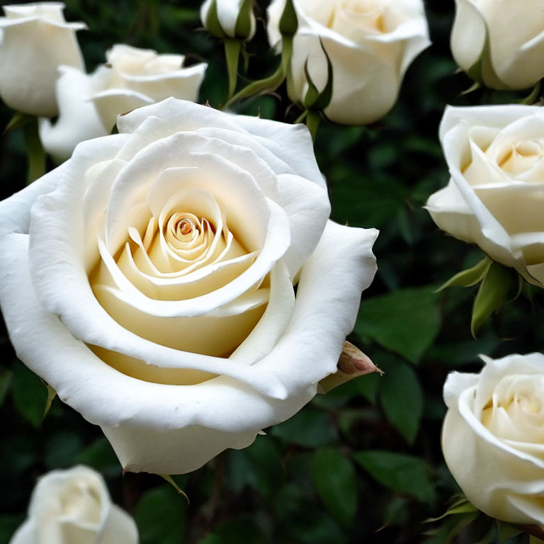 Close-Up of Blooming White Rose Among Green Leaves