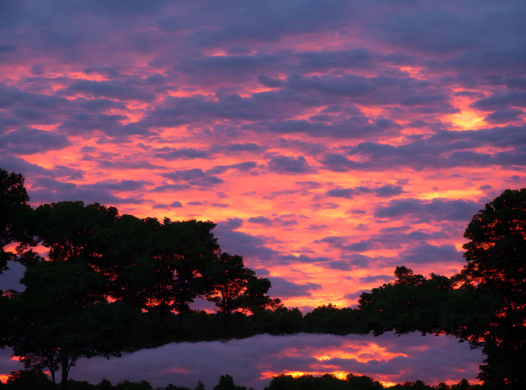 Vivid pink and orange sunset with dark tree silhouettes