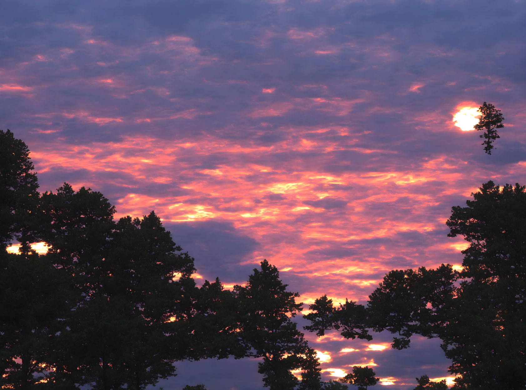 Fiery sunset with dark tree silhouettes in vivid sky