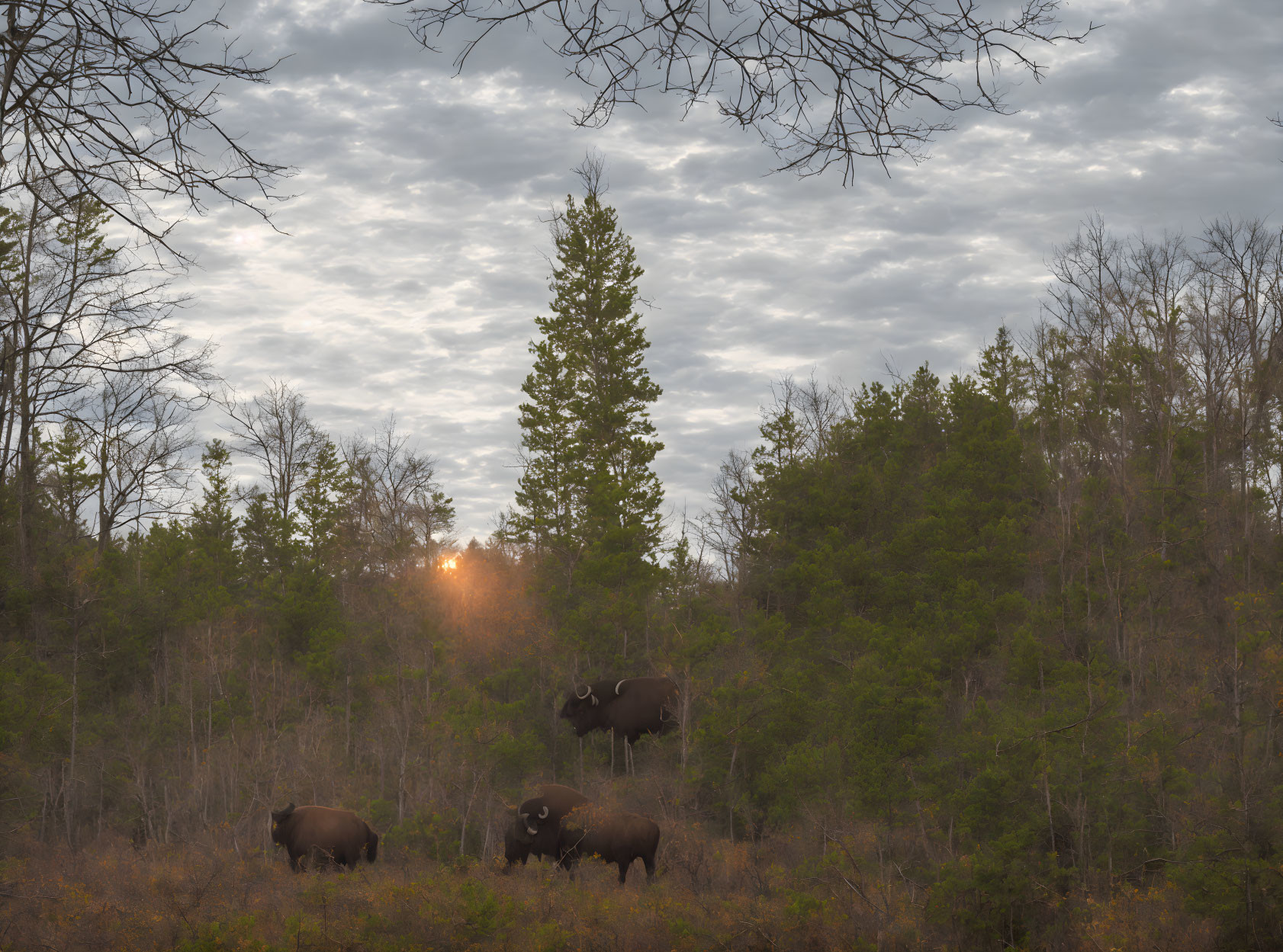 Tranquil forest dawn with grazing bison beneath tall trees