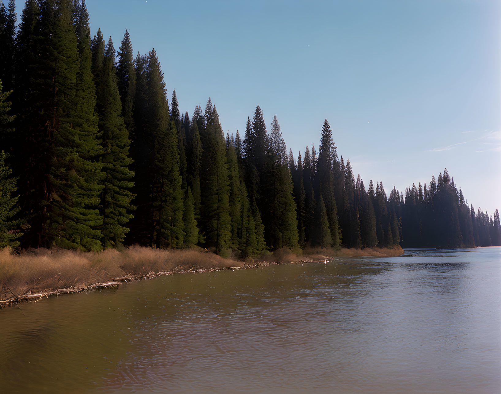 Tranquil Lake Surrounded by Pine Forest