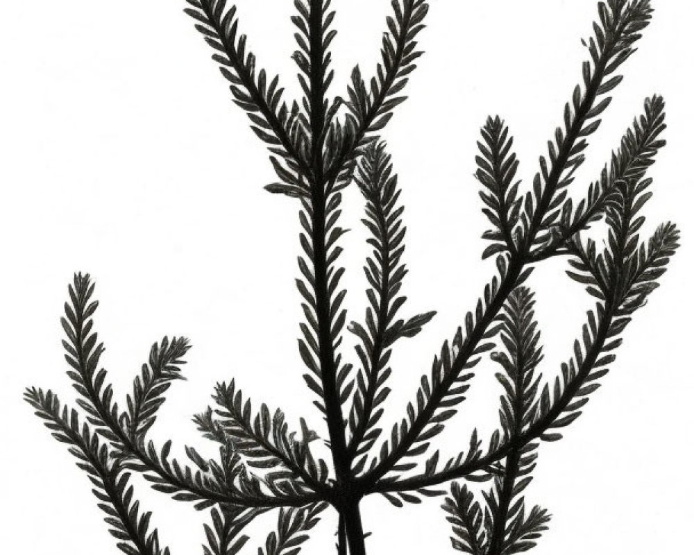 Detailed black and white fern illustration with symmetrical fronds and branching stem