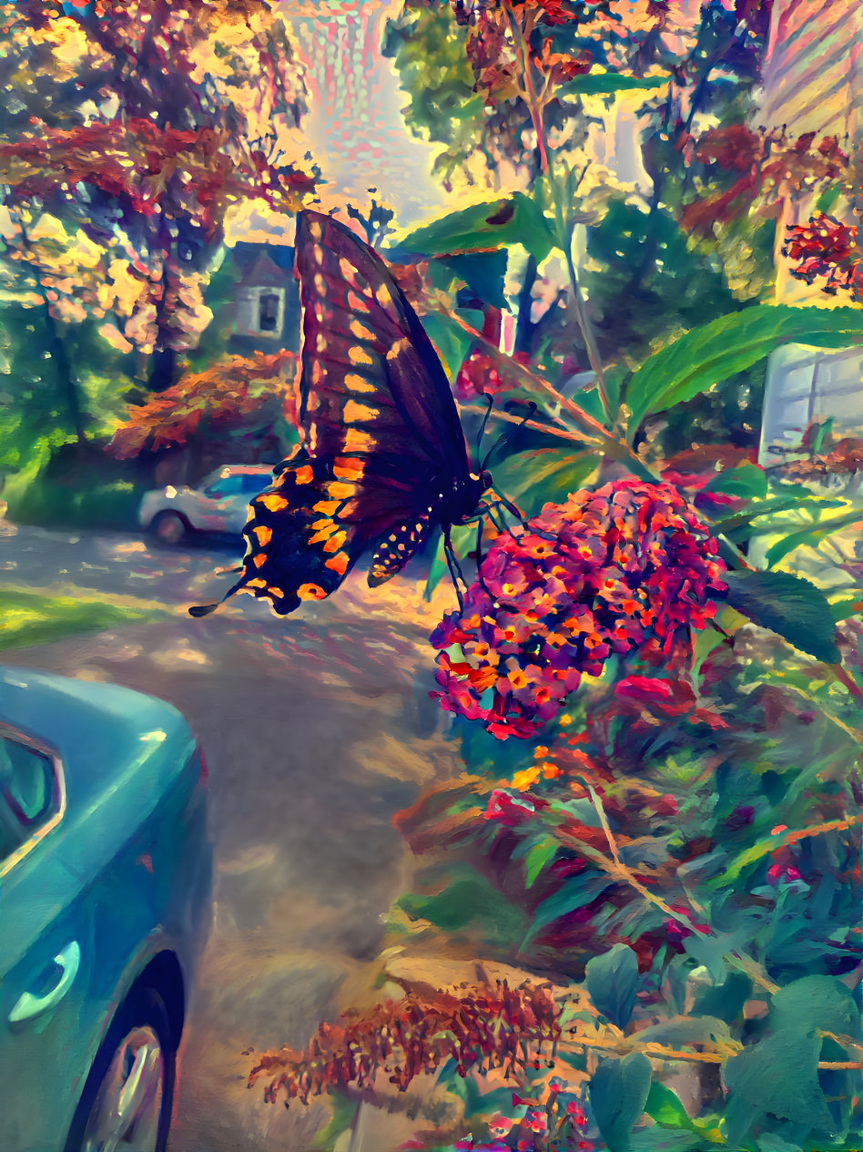 Swallow Tail Butterfly