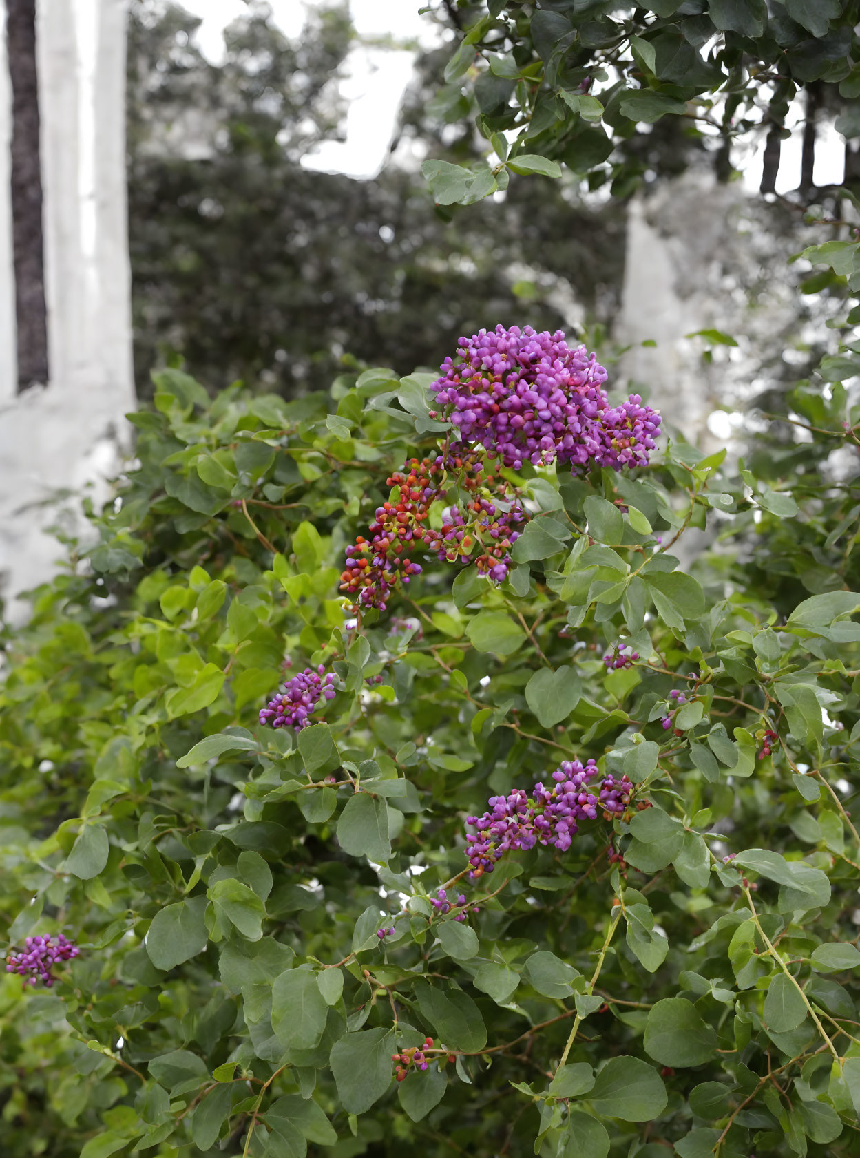 Purple Flowers in Green Foliage with White Pillars Background