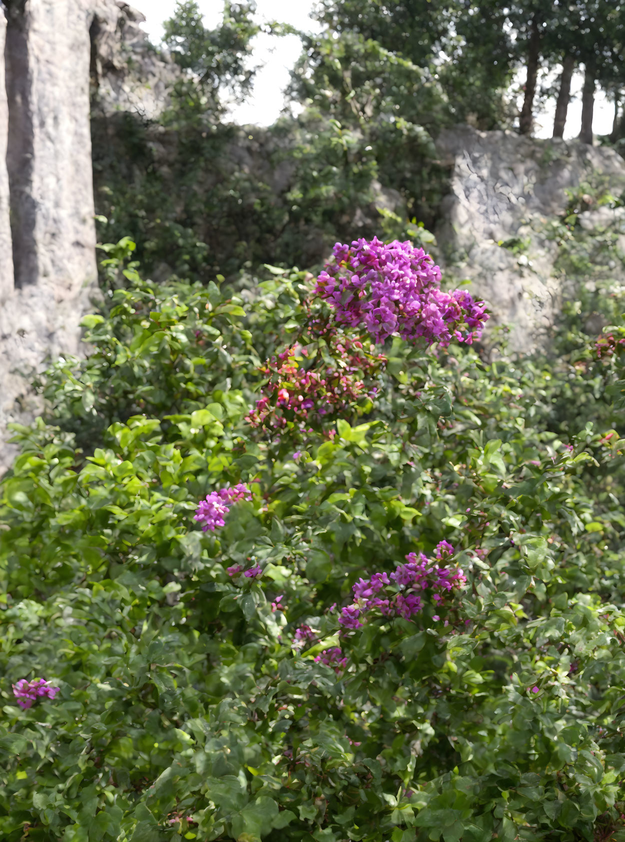 Pink flowers blooming on green shrub with textured rock and cloudy sky