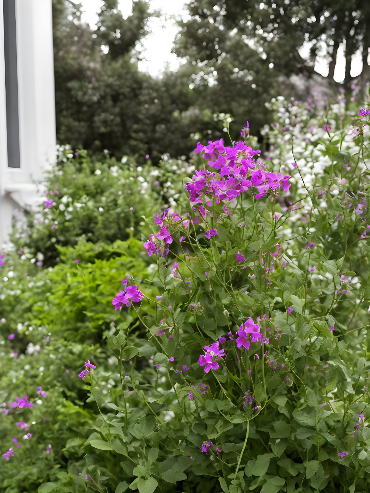 Vibrant purple flowers bloom in lush green garden by white window frame