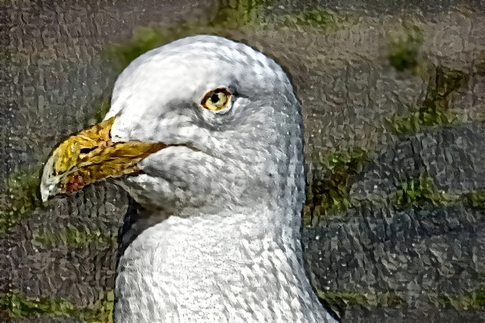 Möwe