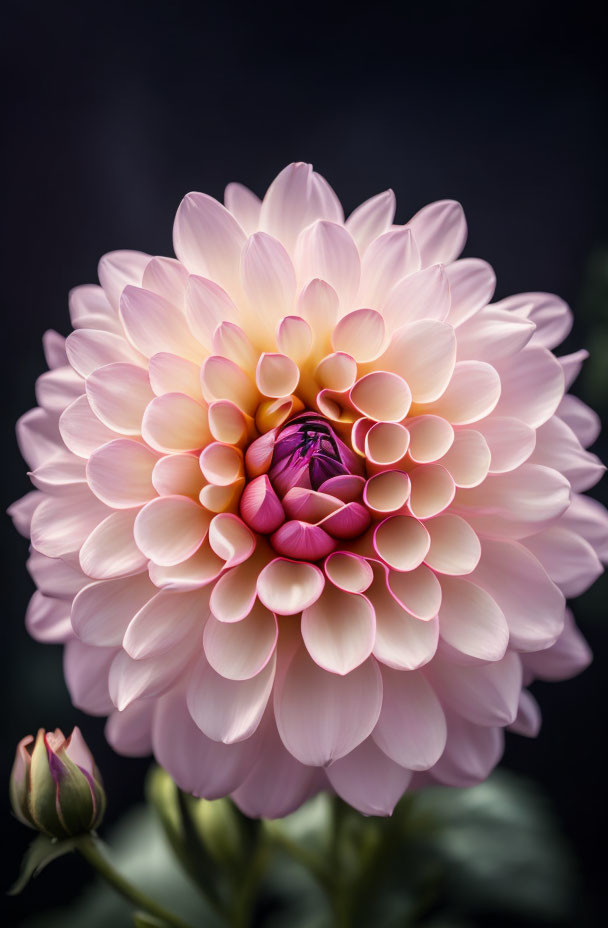 Pink and White Dahlia with Soft Petals on Dark Background