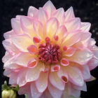 Pink and White Dahlia with Soft Petals on Dark Background