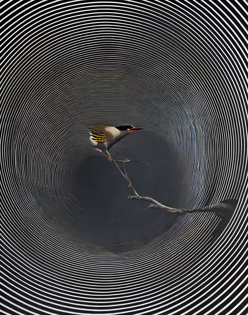 Red-beaked bird on branch against black background with white concentric circles.