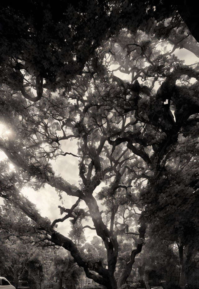 Serene park scene: sunlight through gnarled tree branches