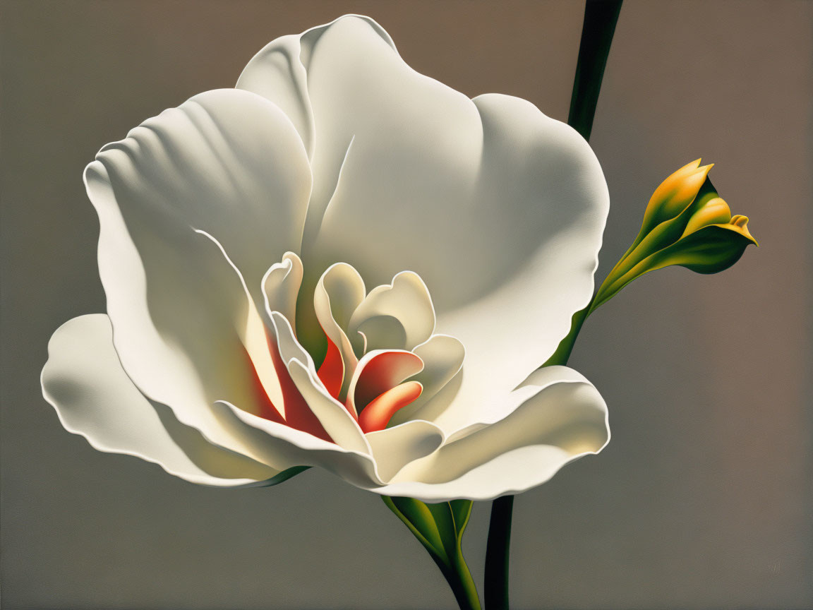 Single White Flower with Yellow-Red Center and Smooth Petals