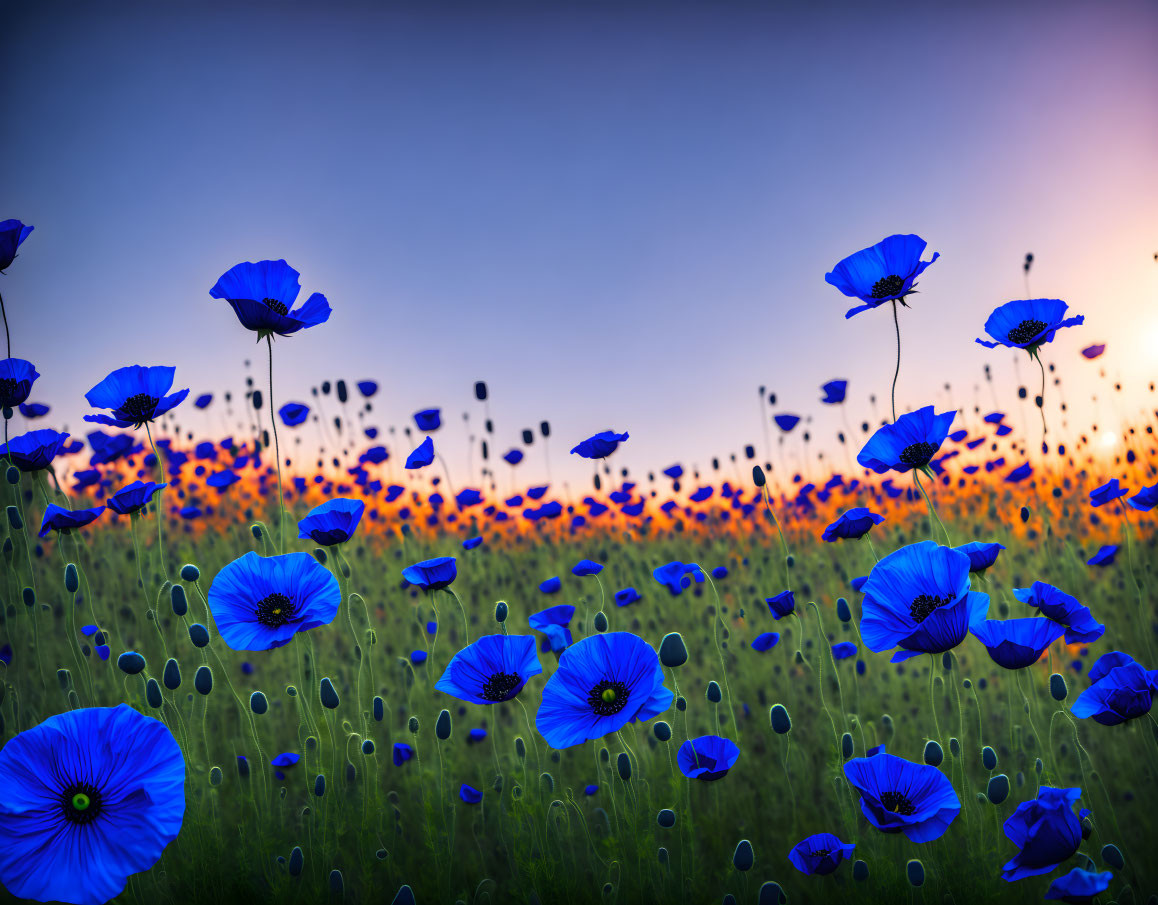 Vibrant blue poppies in serene field under sunset sky