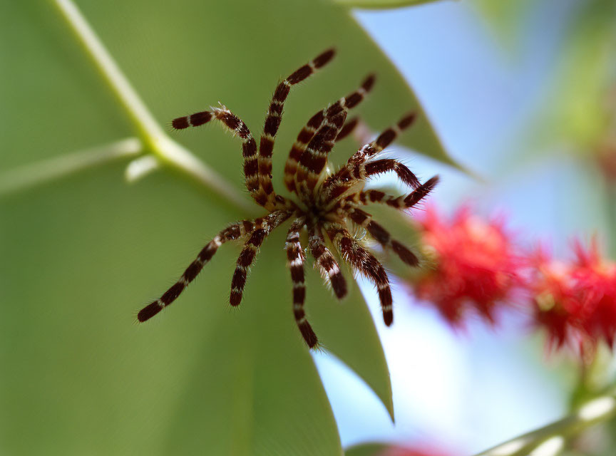 Striped spider with long legs on green leaf surrounded by red flowers and blue sky