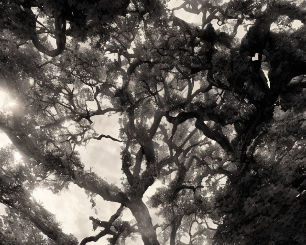 Serene park scene: sunlight through gnarled tree branches