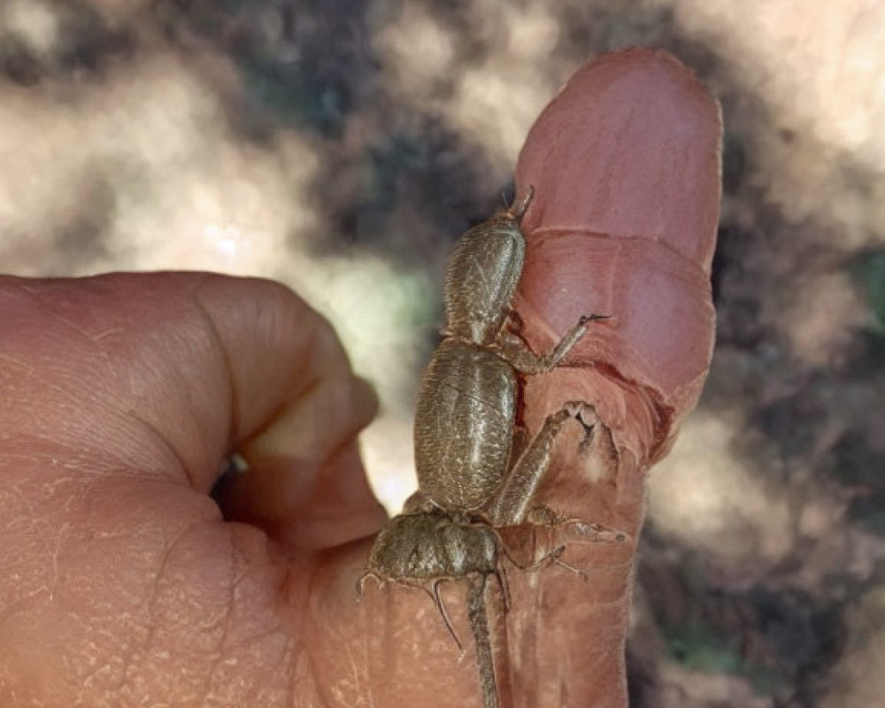 Brown beetle with long antennae on human finger with dirt and tear.