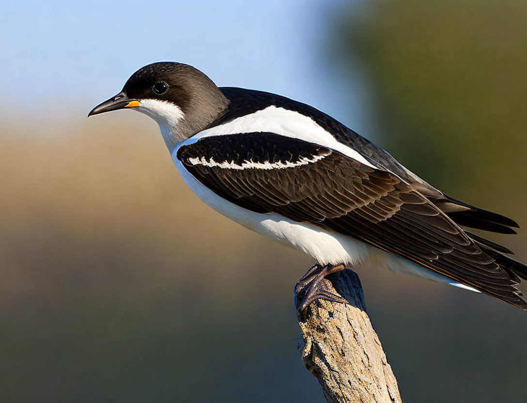 Distinctive Black and White Bird Perched on Wooden Post