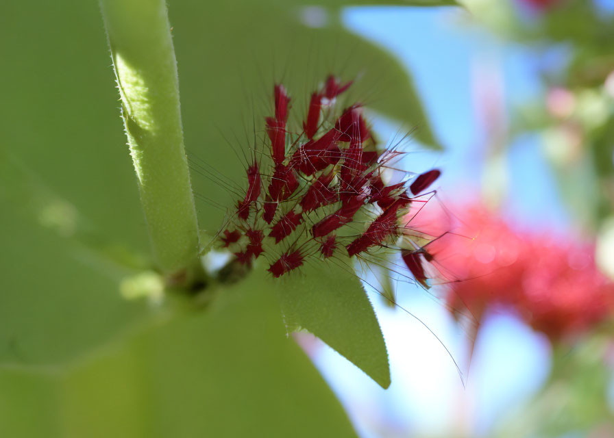 Red Spiky Caterpillar on Green Leaf with Blurred Background