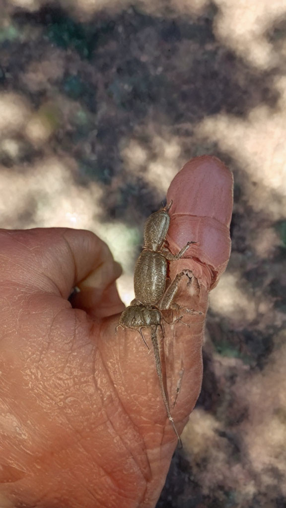 Brown beetle with long antennae on human finger with dirt and tear.