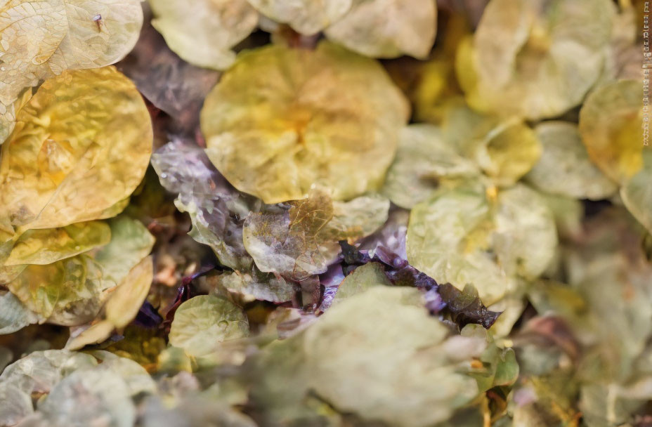 Detailed close-up of dried cream and pale yellow translucent petals with a hint of purple, resembling dried hydr