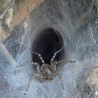 Detailed close-up of ornate metalwork with intricate swirls and textures surrounding a central dark cavity.