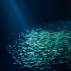 Underwater Scene with Fish and Rocky Formations