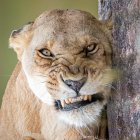 Lion's face against cosmic backdrop with dust and snow speckles