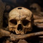 Decorated skull with flower adornments in mystical candlelit room