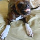 Smiling brown and white dog with exaggerated features on beige surface