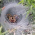 Brown-legged spider emerges from silk-lined burrow in green foliage