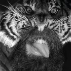 Monochrome image of bearded man with tattoos facing roaring tiger