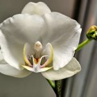 Single White Flower with Yellow-Red Center and Smooth Petals