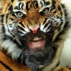 Roaring tiger with sharp teeth and chain in grassland