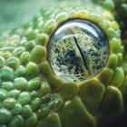 Reptile's Eye Reflecting Another Reptile in Close-Up