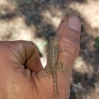 Brown beetle with long antennae on human finger with dirt and tear.