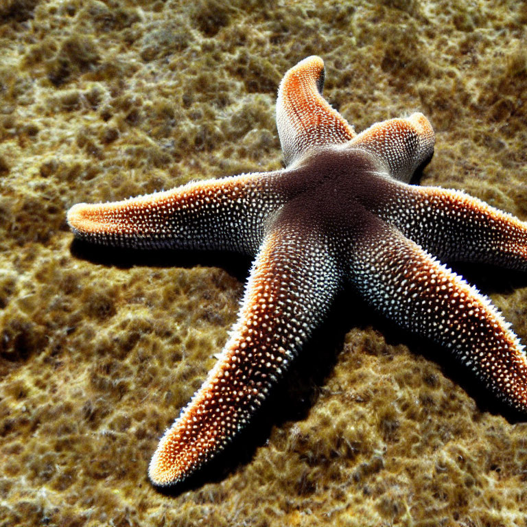 Beige to Brown Gradient Starfish on Textured Underwater Surface