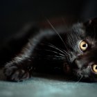 Striking yellow-eyed black cat resting against dark background