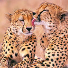 Two Cheetahs Sitting Together in Savannah Setting