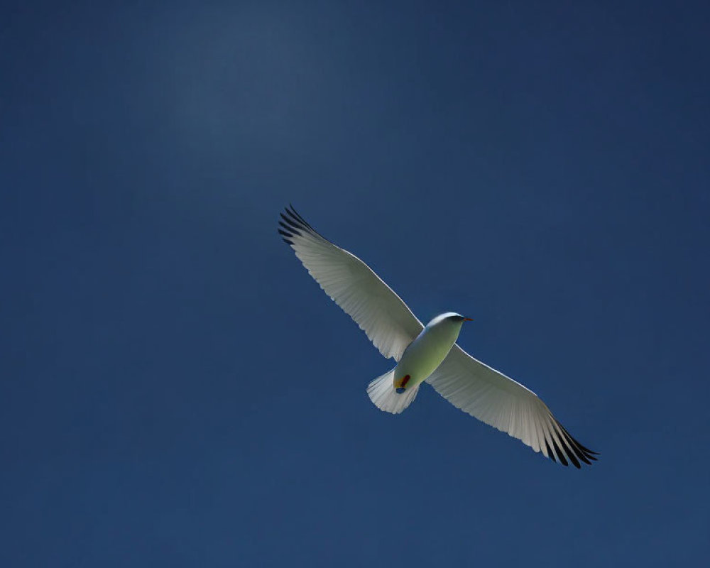 White Seabird with Black-Tipped Wings Flying in Clear Blue Sky