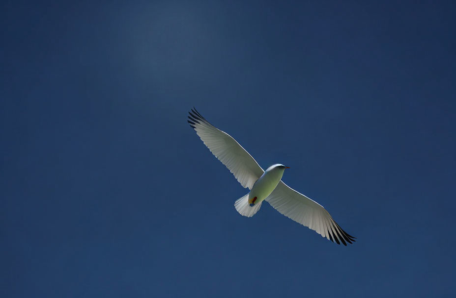 White Seabird with Black-Tipped Wings Flying in Clear Blue Sky